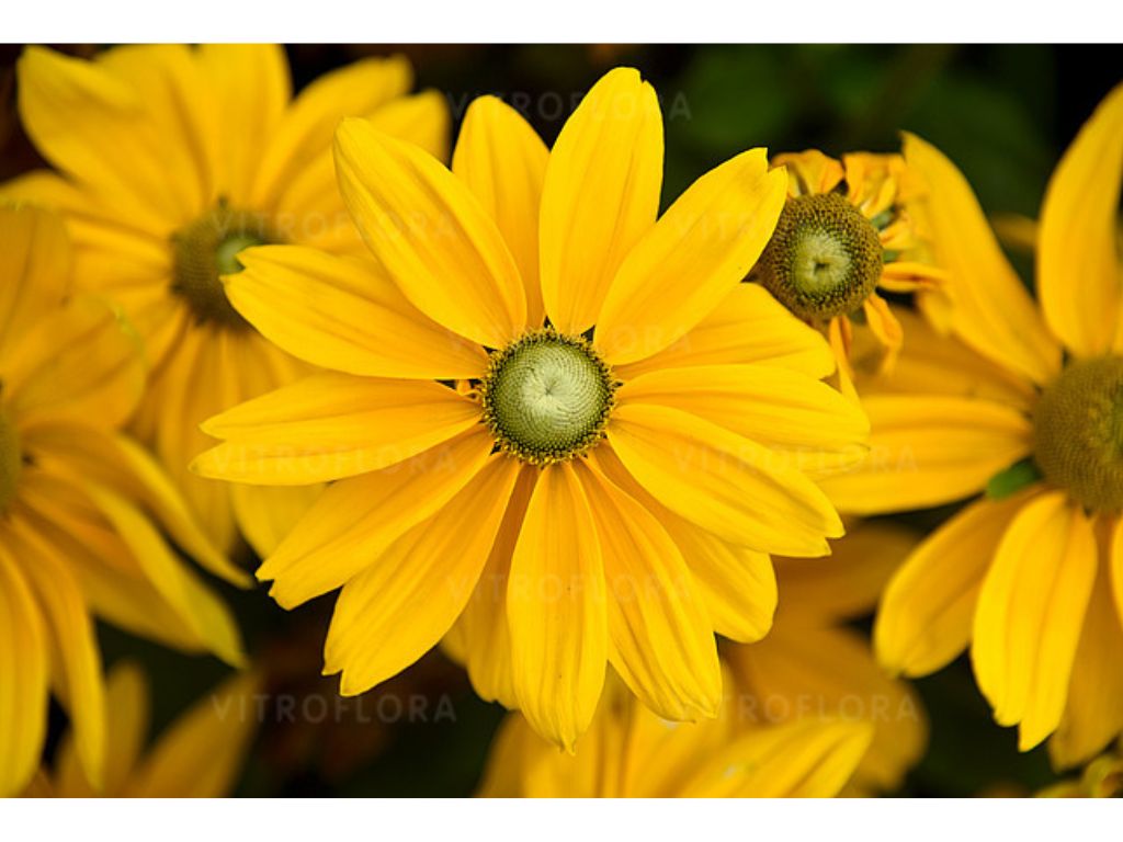Trvalky Rudbekia Sunbeckia Ophelia(5)