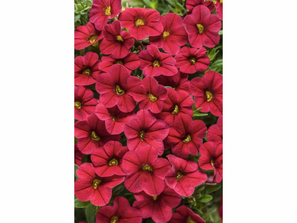 Minipetúnia Million Bells Unique Red (1)