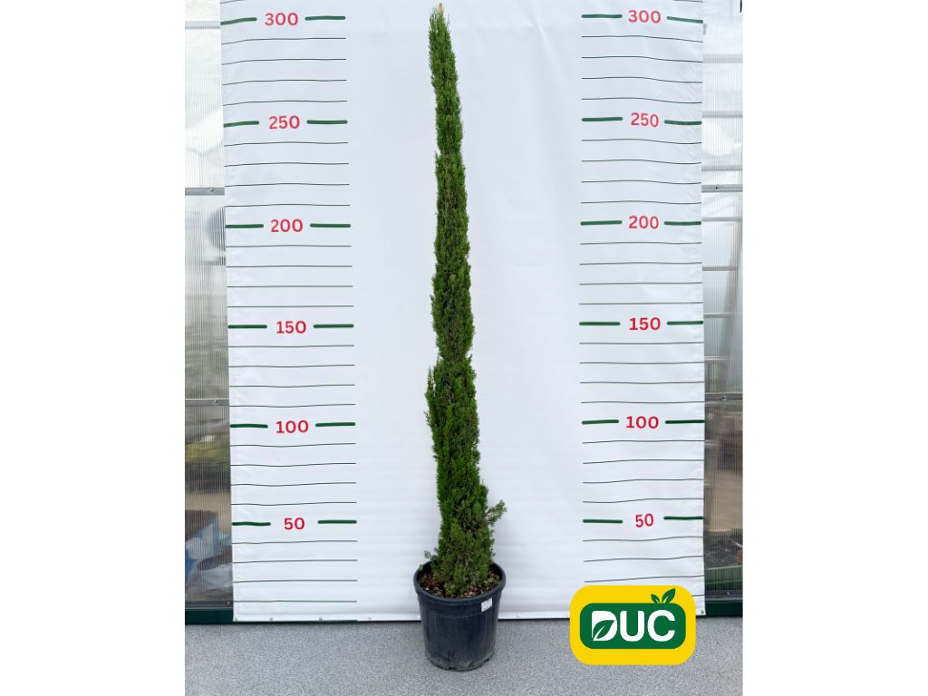 Okrasné stromy Cyprus vždyzelený Totem 230 260 cm(2)