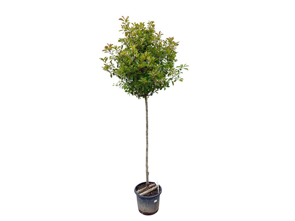 Dreviny na kmienku Červienka Fraserova Red Robin na cca 180cm kmeni(4)