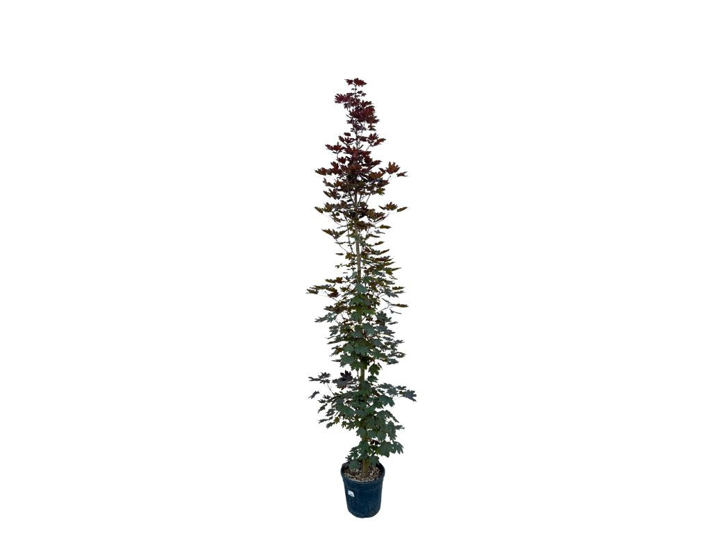 Okrasné stromy Javor mliečny CRIMSON SENTRY 250 300 cm(5)