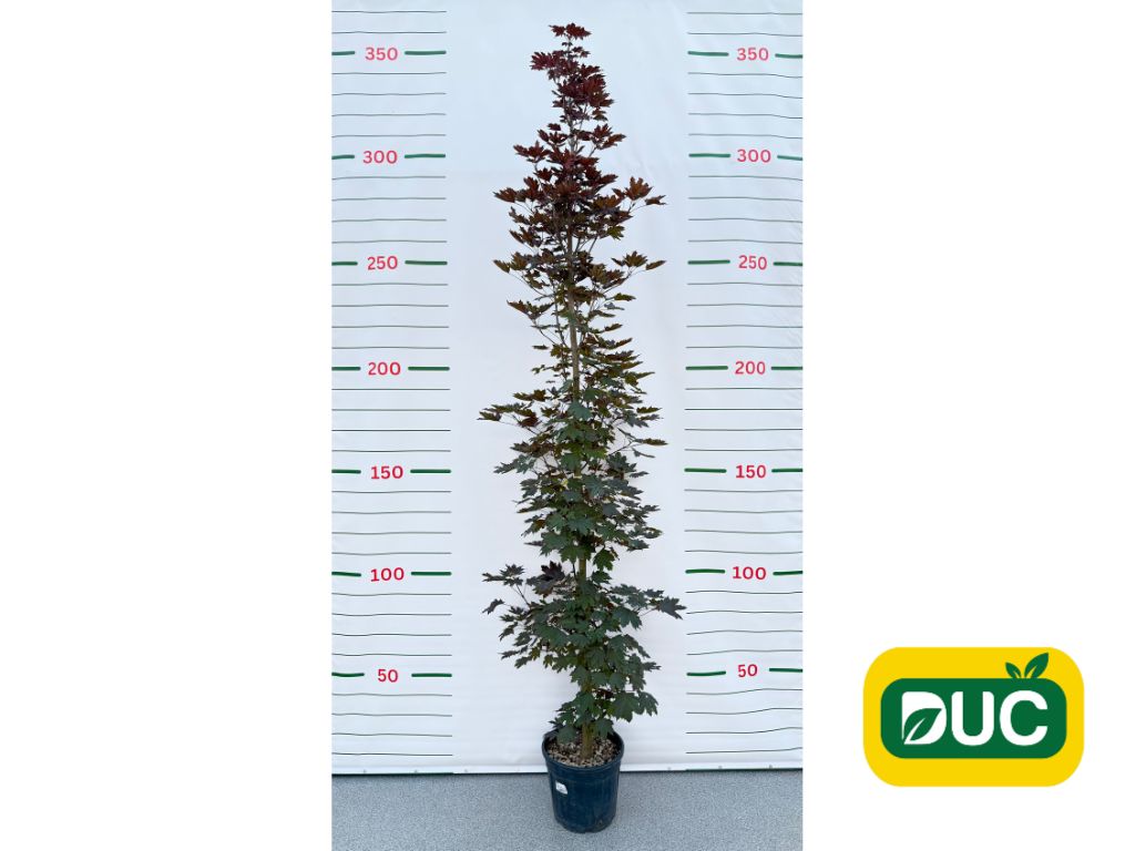 Okrasné stromy Javor mliečny CRIMSON SENTRY 250 300 cm(2)