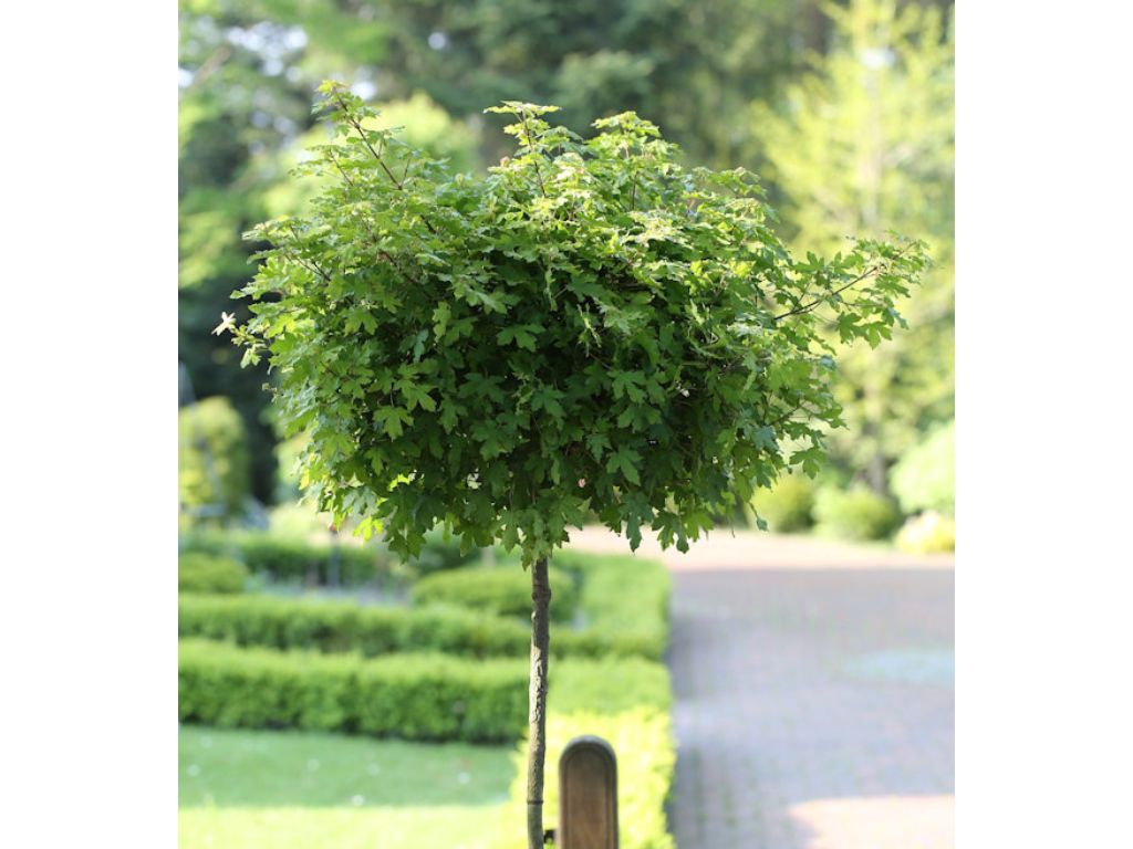 okrasne dreviny ducplant(278)