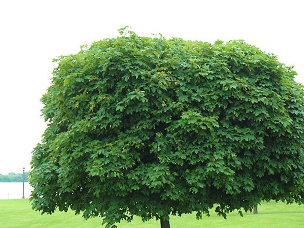 Okrasne dreviny ducplant(684)
