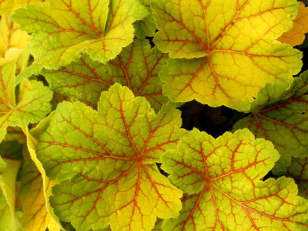 Trvalky Heuchera Electra(2)