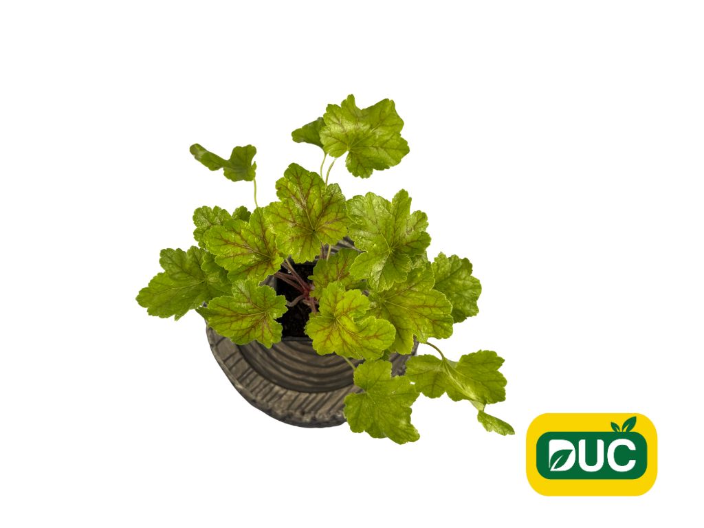 Trvalky Heuchera Electra(4)