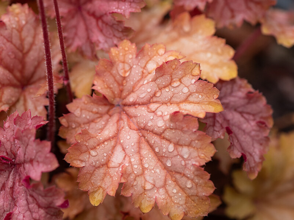Trvalky Heuchera World Caffe Amaretto(3)