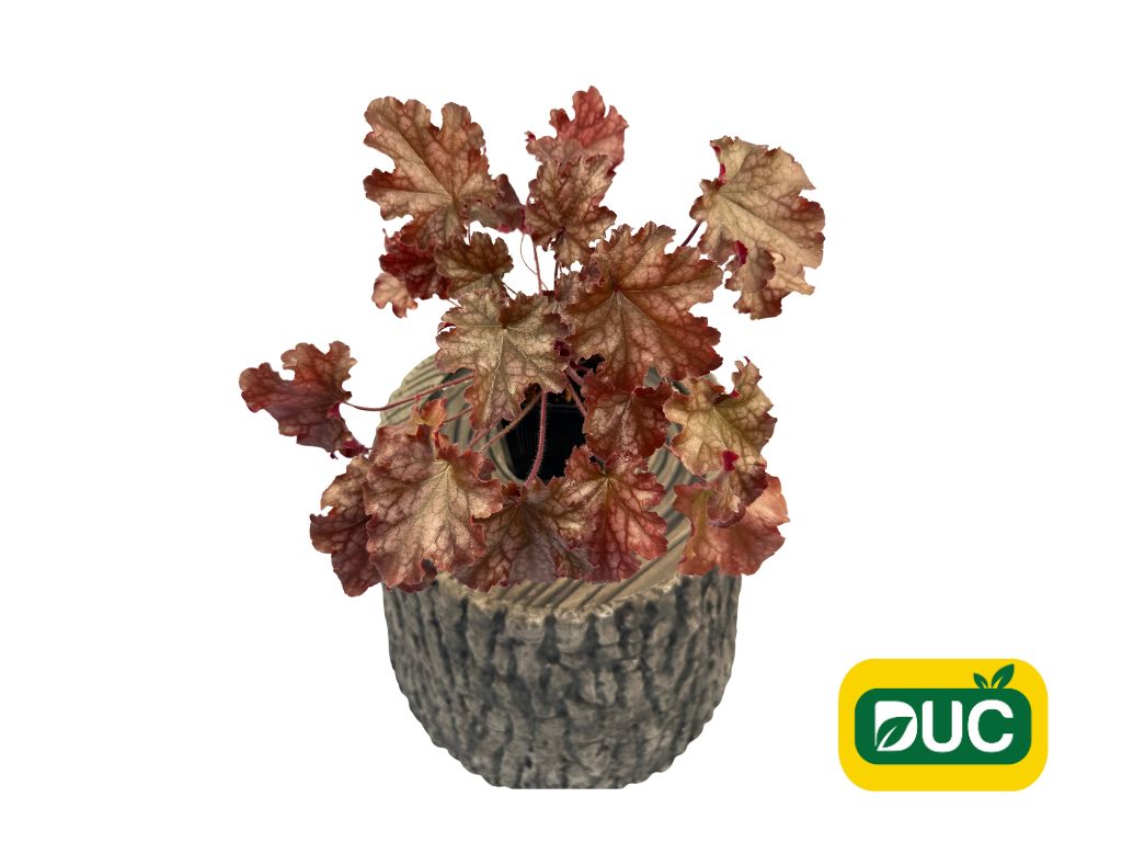Trvalky Heuchera World Caffe Amaretto(2)