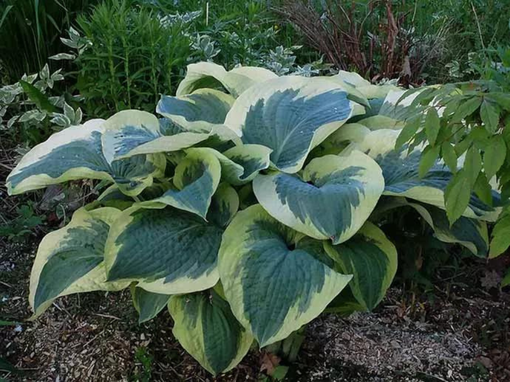 Trvalky Hosta American Halo(4)