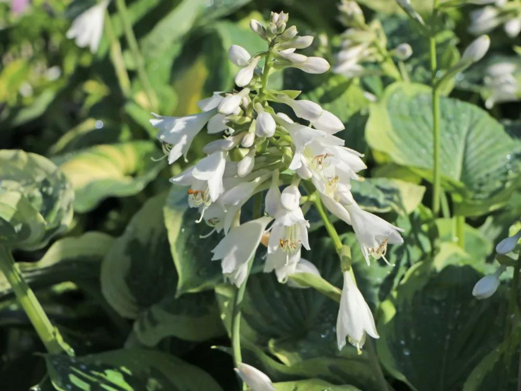 Trvalky Hosta American Halo(3)