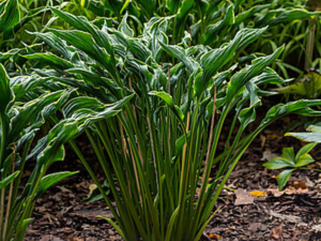 Trvalky Hosta Praying Hands(5)