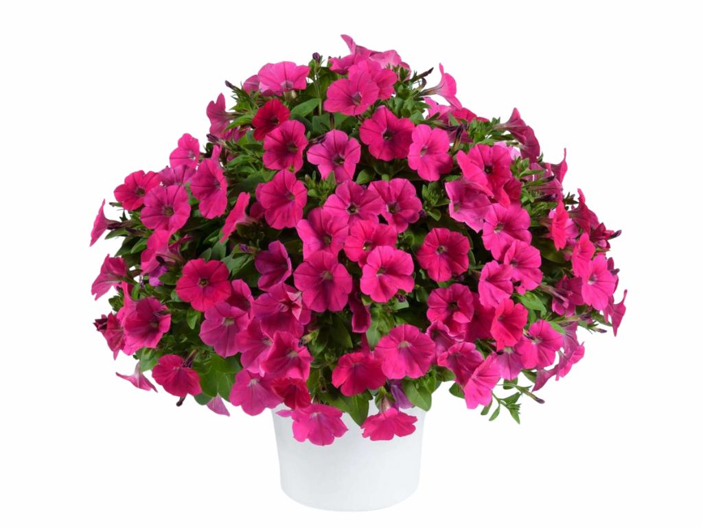 Letničky a balkónové kvety Petúnia 'Capella Neon Pink'(1)