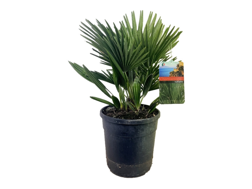 Palmy Chamaerops Vulcano(1)