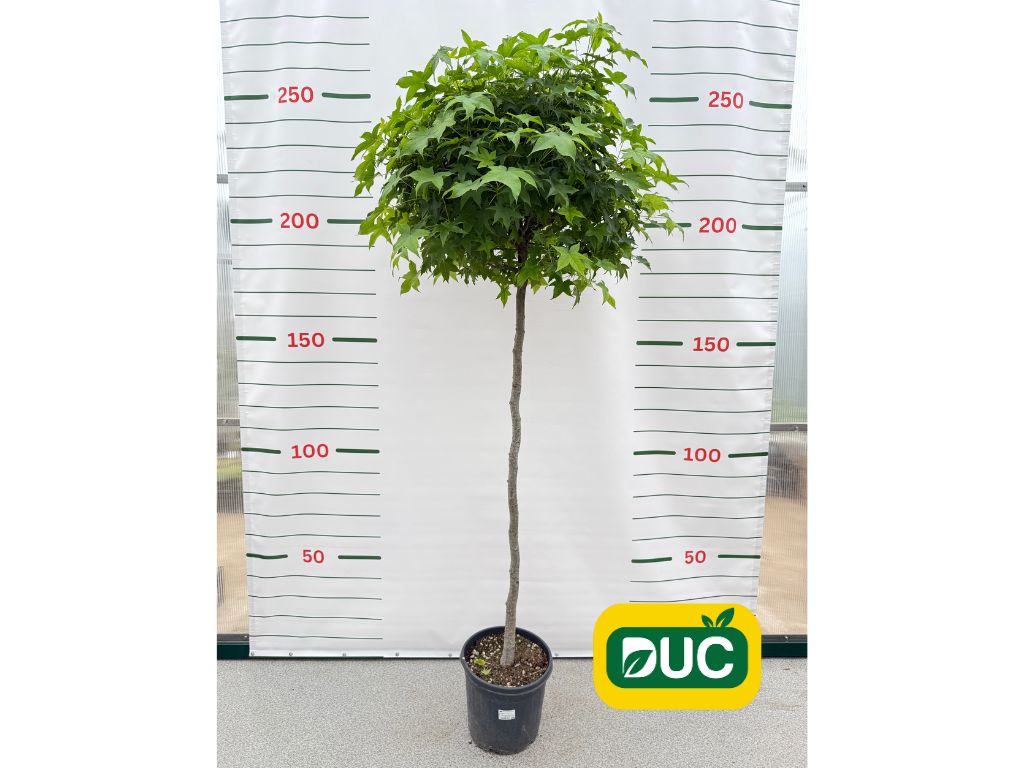 Dreviny na kmienku Ambrovník styraxový GUM BALL na 140 150cm kmeni