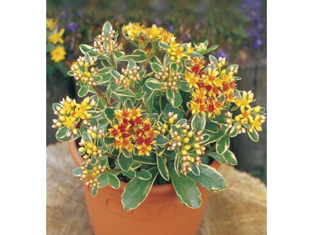 Rozchodník kamčatský Variegatum - Sedum kamtschaticum, kont. 0,5 l