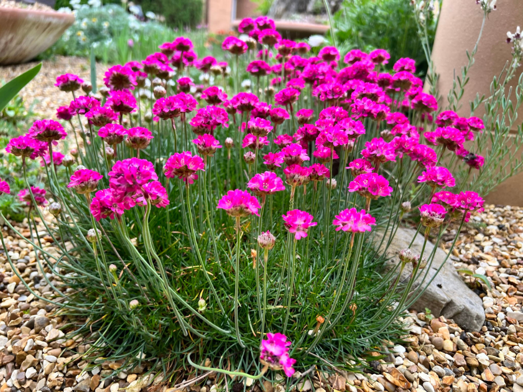Trvalky Trávnička prímorská Splendens(6)