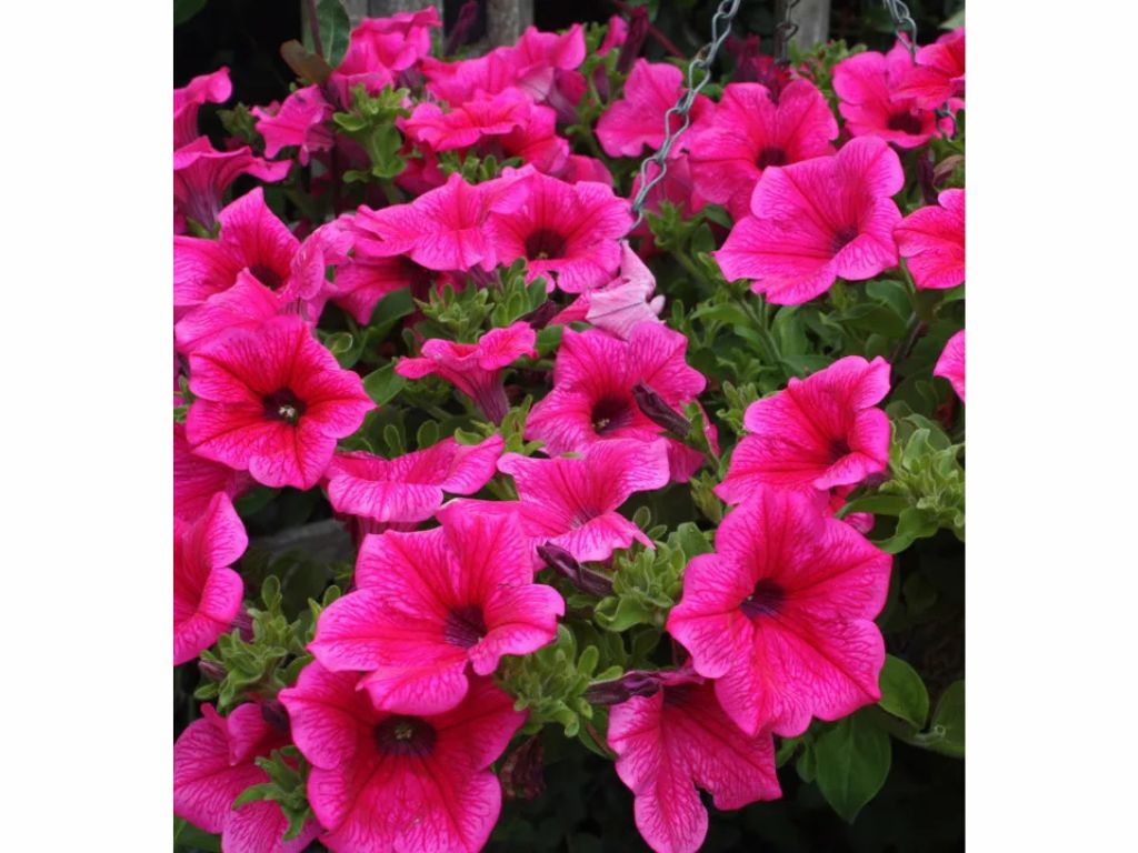 Letničky a balkónové kvety Petúnia Surfinia Hot Pink (4)