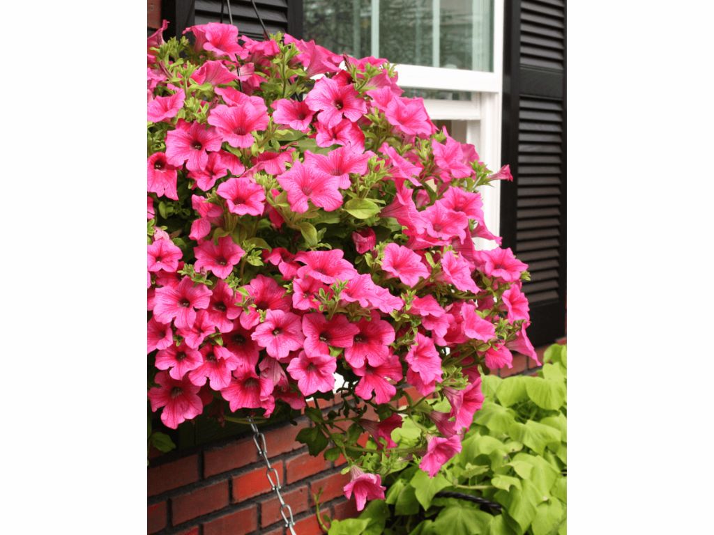 Letničky a balkónové kvety Petúnia Surfinia Hot Pink (5)