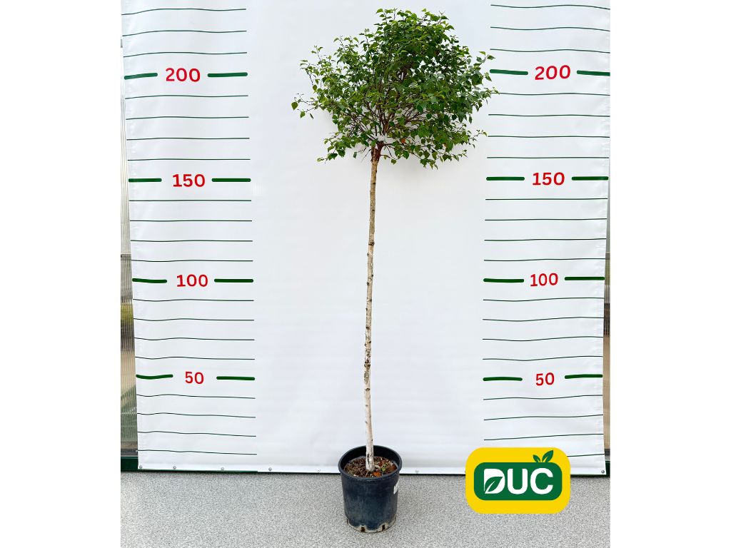 Dreviny na kmienku Breza previsnutá MAGICAL GLOBE na 120 140cm kmeni(2)