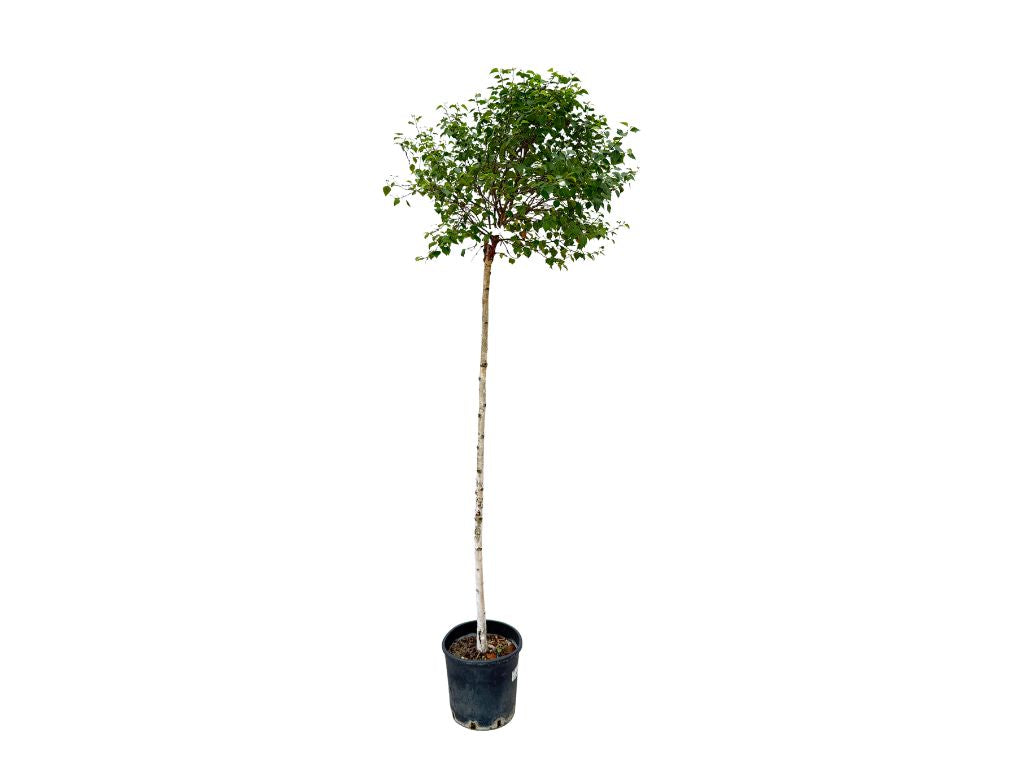 Dreviny na kmienku Breza previsnutá MAGICAL GLOBE na 120 140cm kmeni(3)