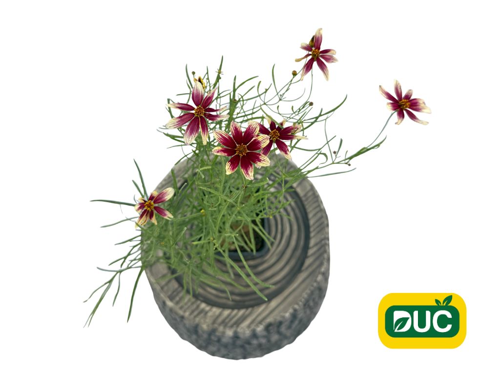 Trvalky Krásnoočko Sunstar Rose(2)
