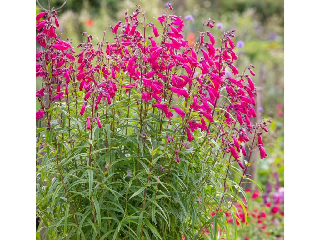 Dračík Andenken an Frederik Hahn - Penstemon, kont. 1 l