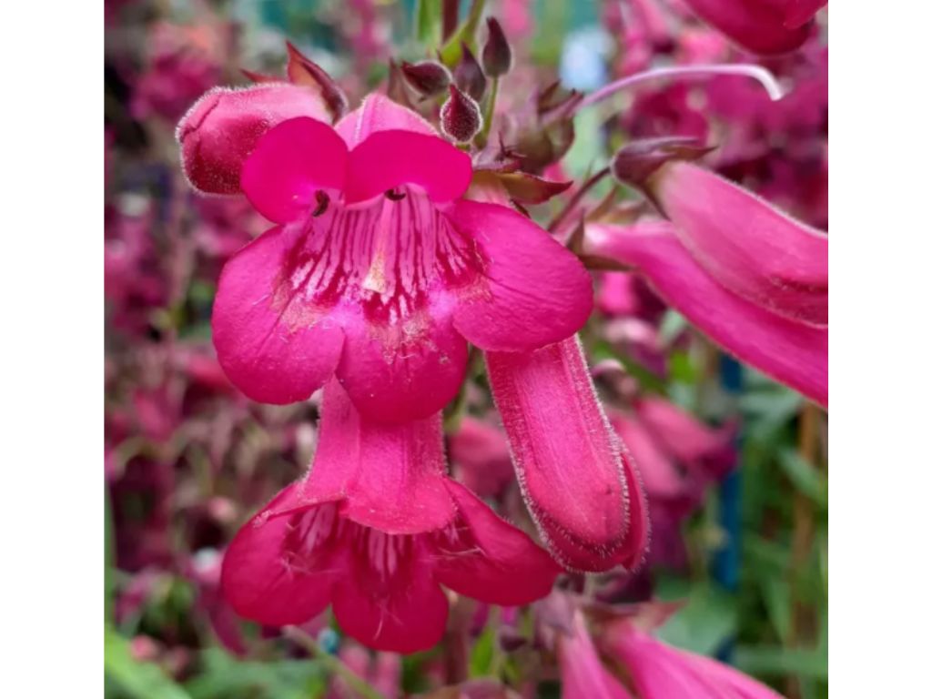 Dračík Andenken an Frederik Hahn - Penstemon, kont. 1 l