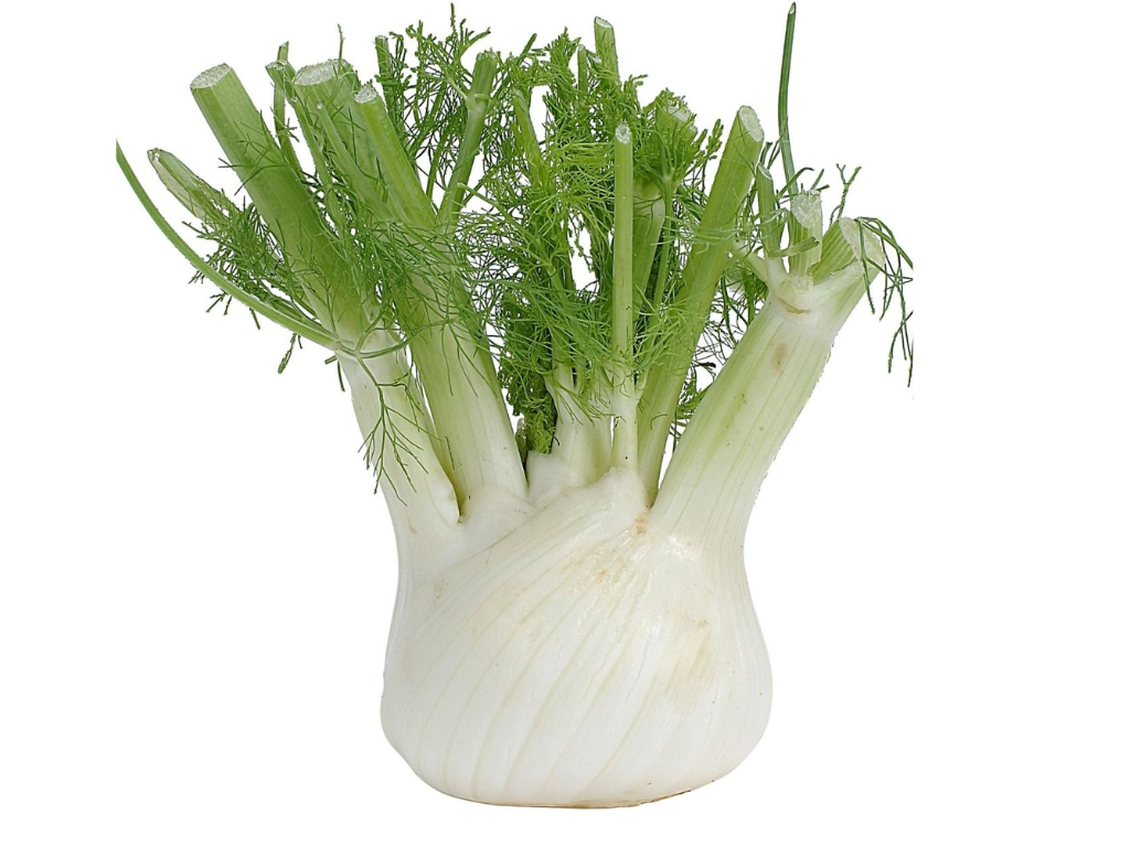Bylinky Fenikel obyčajný Green Pincher Foeniculum, kont. 0,5 l(1)
