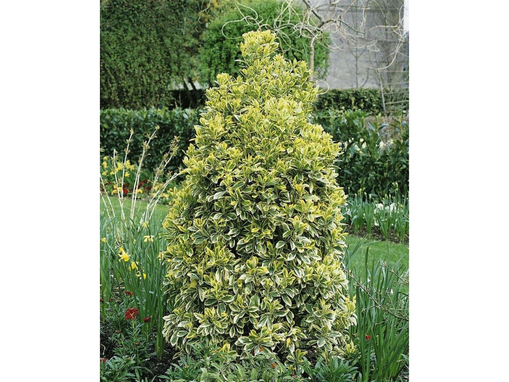 Okrasné kry Bršlen japonský BRAVO 80-120 cm(4)