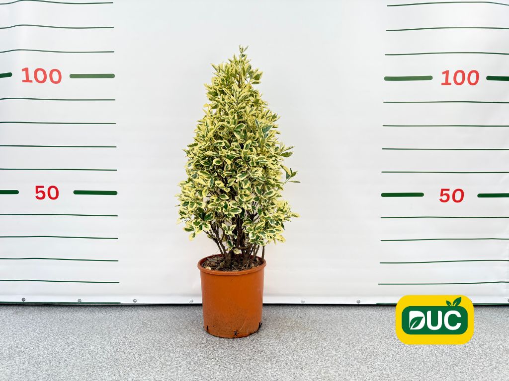 Okrasné kry Bršlen japonský BRAVO 80-120 cm(1)