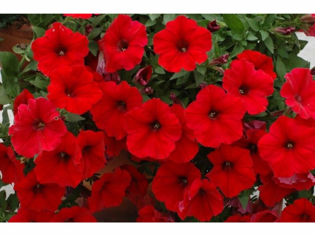 Letničky a balkónové kvety Petúnia Veranda Scarlet(2)