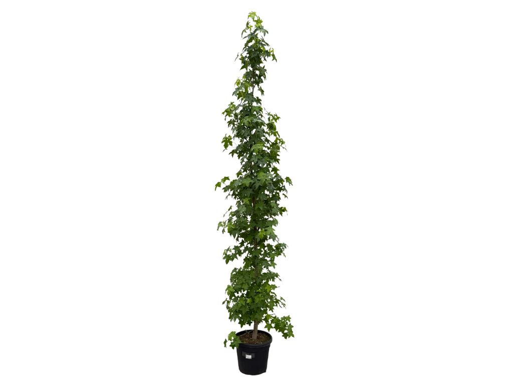 Okrasné stromy Ambrovník styraxový 240 260 cm rozvetvený(7)