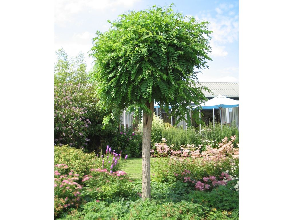 Dreviny na kmienku Agát biely Umbraculifera na 200 220cm kmeni(4)