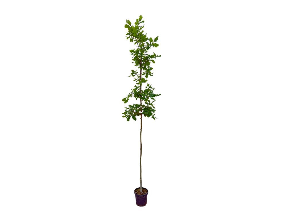 Dreviny na kmienku Dub letný na kmienku, výška 280 380 cm, obvod kmeňa 6 8cm(4)