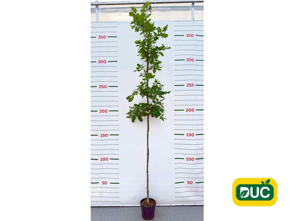 Dreviny na kmienku Dub letný na kmienku, výška 280 380 cm, obvod kmeňa 6 8cm(2)