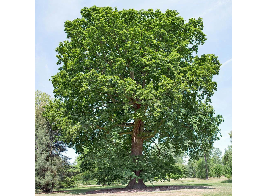 Dreviny na kmienku Dub letný na kmienku, výška 280 380 cm, obvod kmeňa 6 8cm(5)