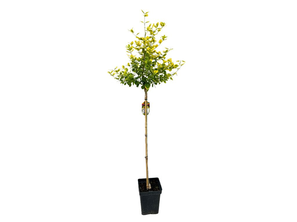 Dreviny na kmienku Bršlen fortuneov Emerald Gold na cca 80 cm kmienku(7)