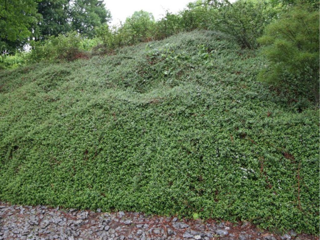 okrasne dreviny ducplant(861)