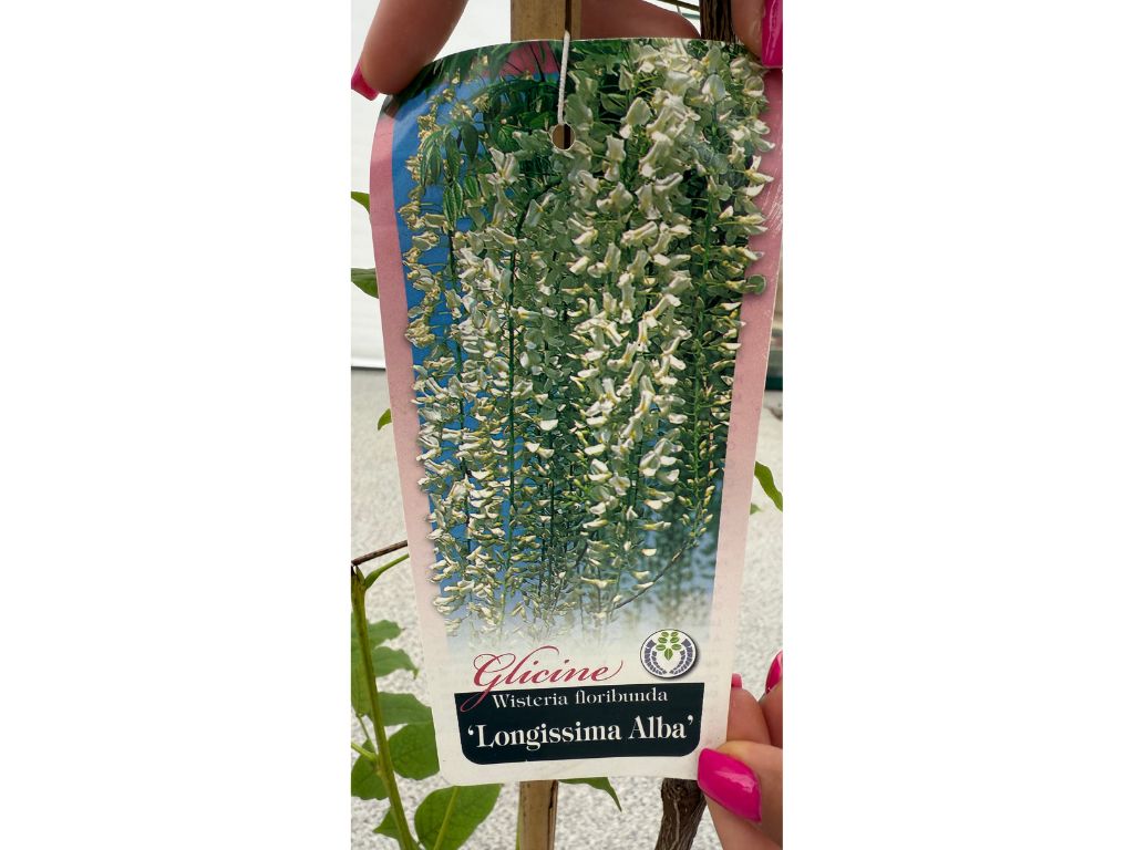 Popínavé rastlinyVistéria kvetnatá Longissima Alba 150-200cm(12)