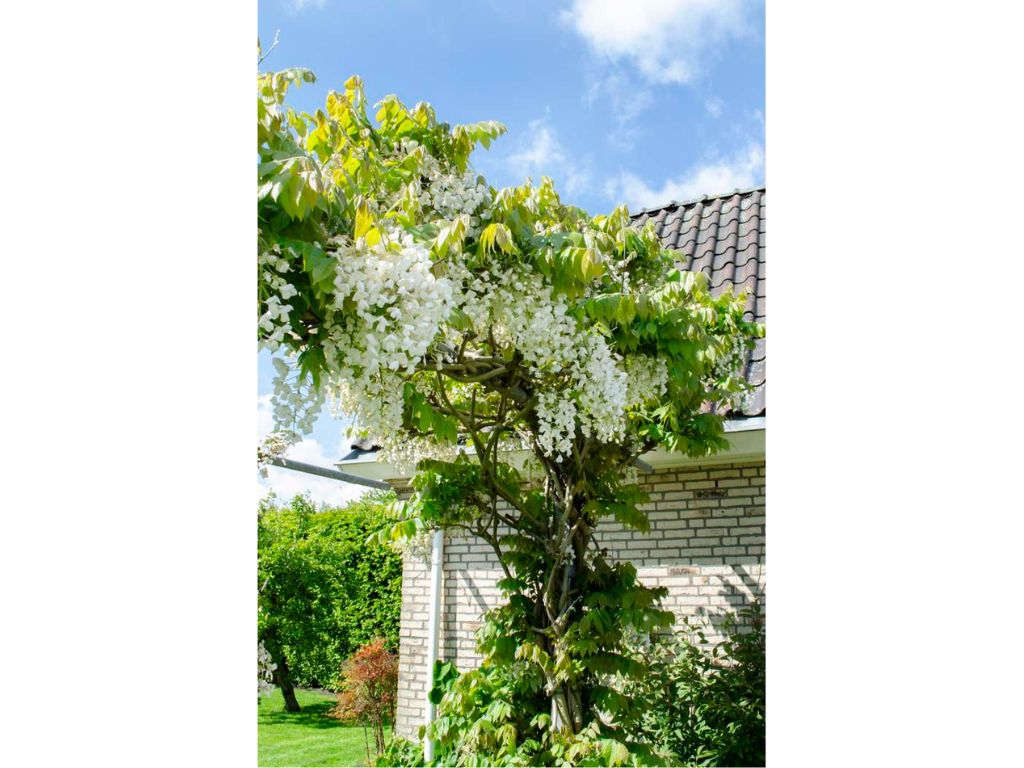 Popínavé rastlinyVistéria kvetnatá Longissima Alba 150-200cm(3)