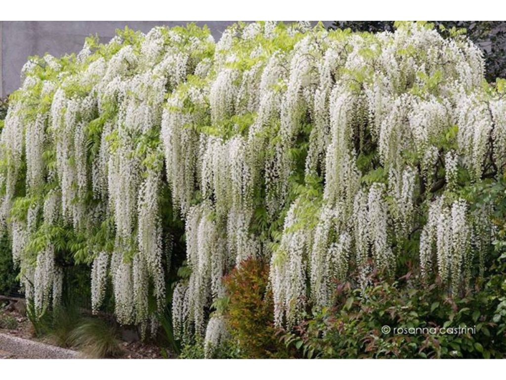 Popínavé rastlinyVistéria kvetnatá Longissima Alba 150-200cm(6)