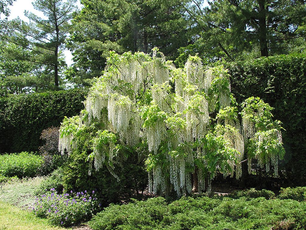 Popínavé rastlinyVistéria kvetnatá Longissima Alba 150-200cm(7)