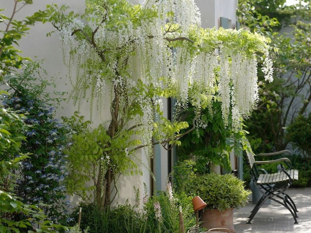 Popínavé rastlinyVistéria kvetnatá Longissima Alba 150-200cm(9)