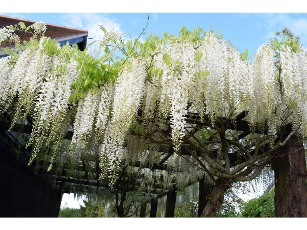 Popínavé rastlinyVistéria kvetnatá Longissima Alba 150-200cm(10)