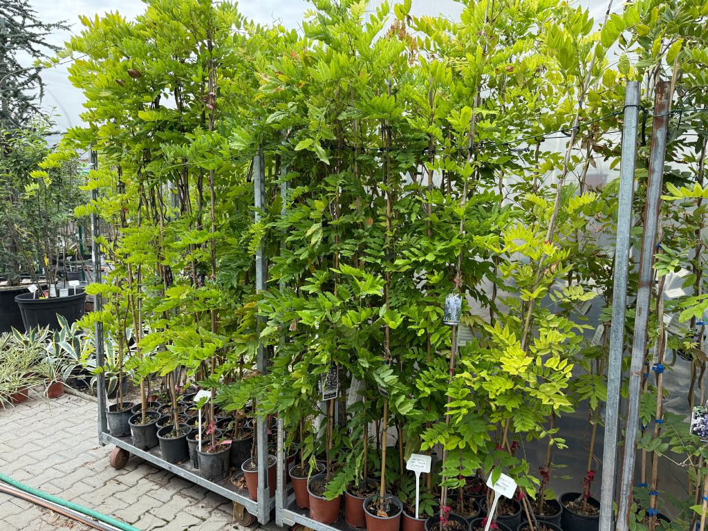 Popínavé rastlinyVistéria kvetnatá Longissima Alba 150-200cm(4)