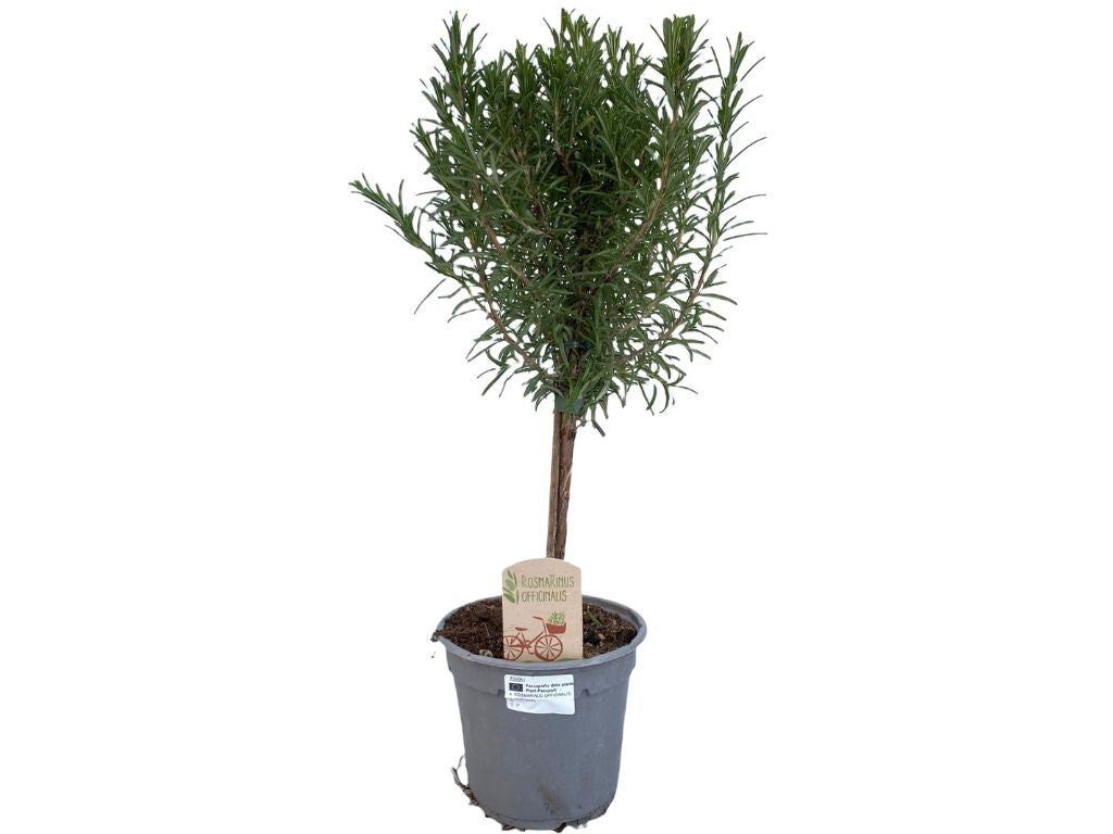 okrasne dreviny ducplant(645)