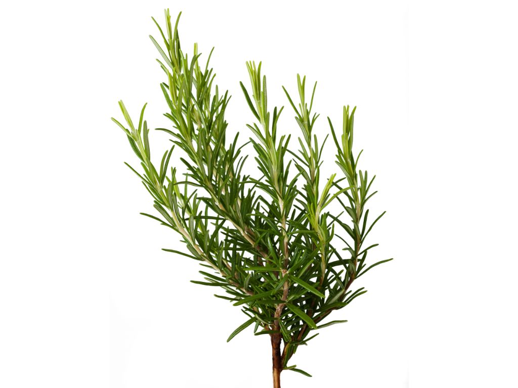 okrasne dreviny ducplant(648)