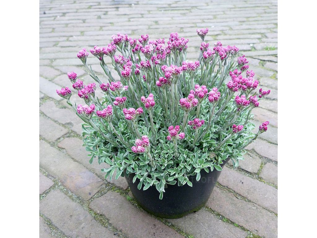 Trvalky ducplant(67)