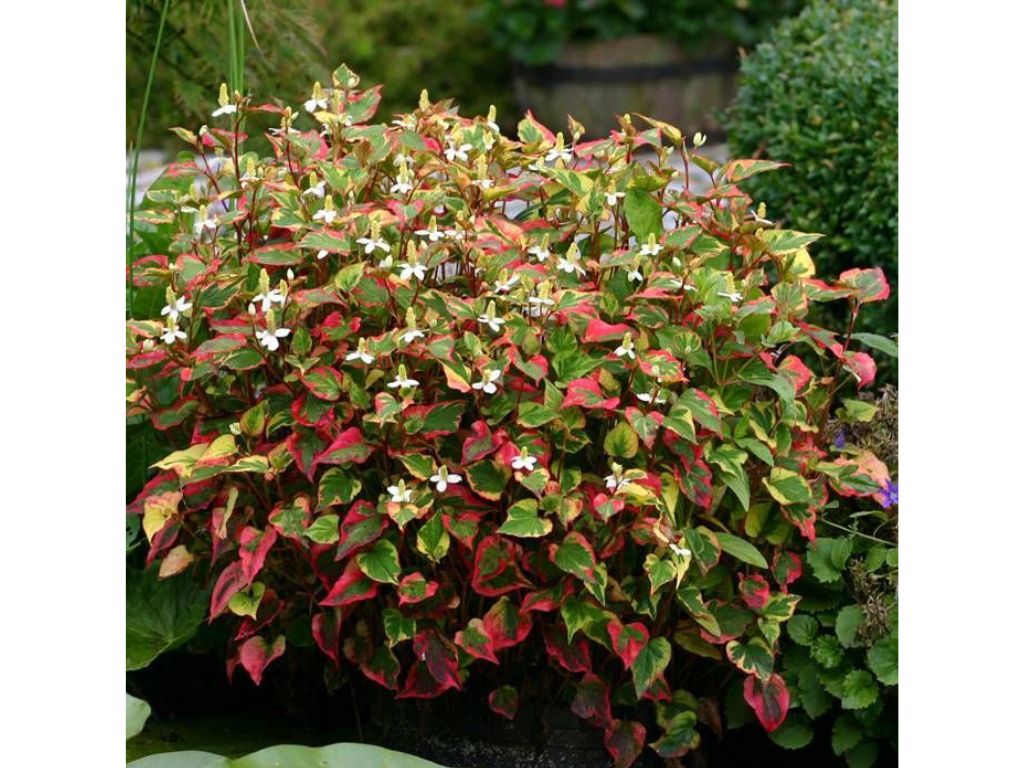 Trvalky ducplant(107)