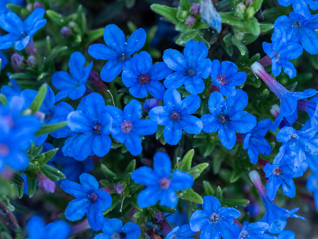 Trvalky Kamejka Heavenly Blue(7)